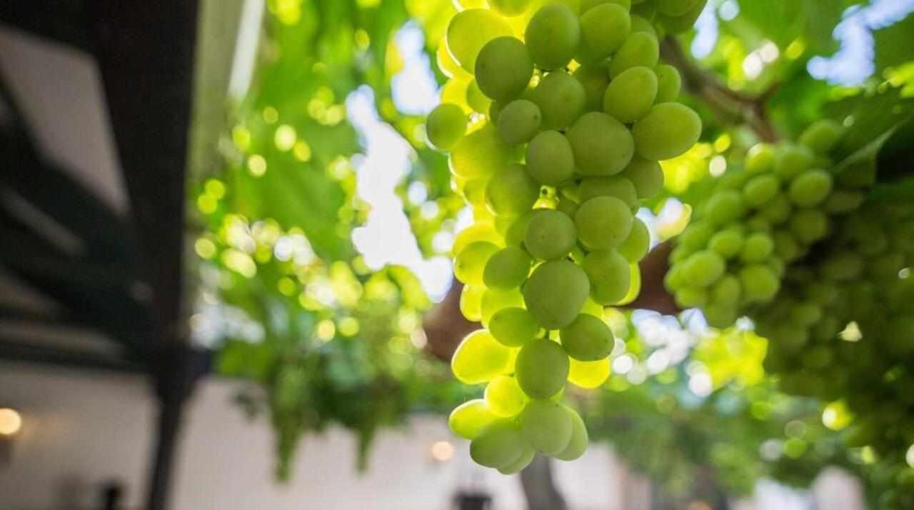 Casa Rural La Del Alba Seria Argamasilla de Alba Εξωτερικό φωτογραφία