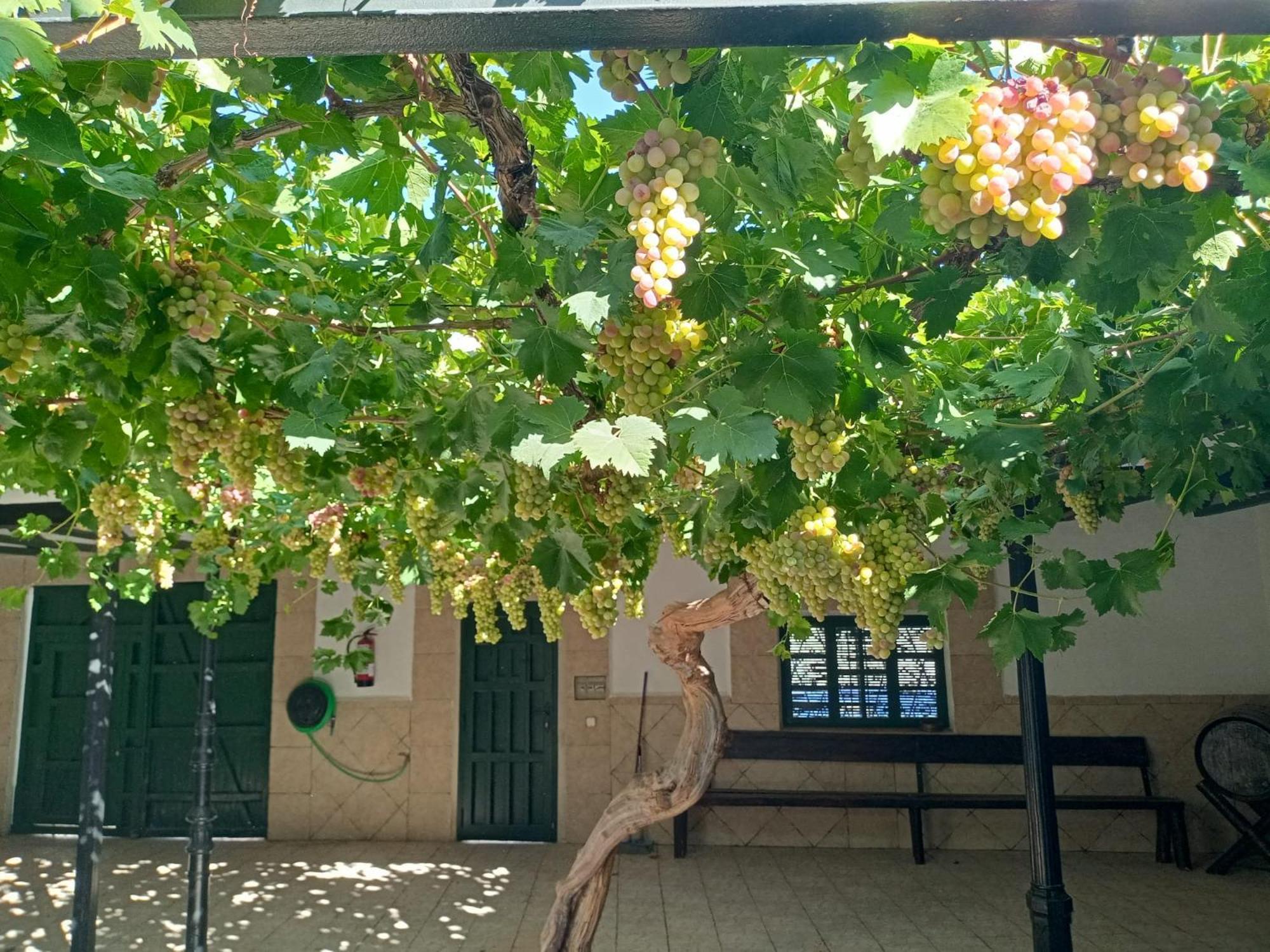 Casa Rural La Del Alba Seria Argamasilla de Alba Εξωτερικό φωτογραφία